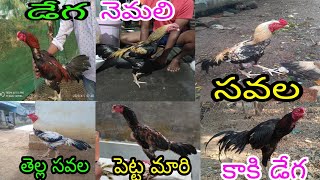 కోళ్లు రంగులు ఏ విధంగా ఉంటాయి కోళ్లు పెంచే వారు కచ్చితంగా తెలుసుకోండి in Telugu