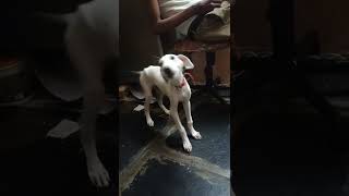 mudhol hound barking