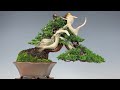 how to create a Bonsai Bonsai Itokawa shimpaku