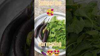 Harvesting #shorts #shortvideo #subscribe #satisfying #youtubeshorts #ytshorts #viralvideo #amazing