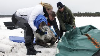 Uudet villit hirvaat Seitsemiseen ja Lauhanvuoreen (9 min)