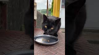 カリカリを美味しそうに食べる野良猫 #Shorts “I gave karikari food hungry wild cat”