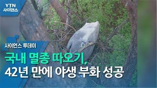 국내 멸종 따오기,  42년 만에 야생 부화 성공  / YTN 사이언스