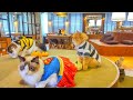 Happy Halloween from a Cat Café in Japan🐈 | Cat Café Mocha Lounge Ikebukuro East Exit 🇯🇵