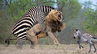Wild Animals Attack Zebra Tries To Cope With Lions And Crocodiles For Survival  Wildlife