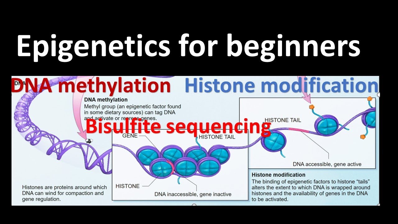 Epigenetics Dna Methylation Histone Modifications Bisulfite