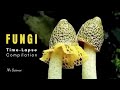 Fungi Time-Lapse | Growing Mushrooms | Mr Science #shorts