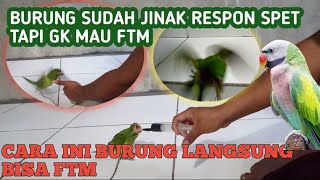 cara melatih burung betet yg susah ftm agar bisa ftm