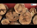 can you really make money with agarwood farming how to start agarwood cultivation