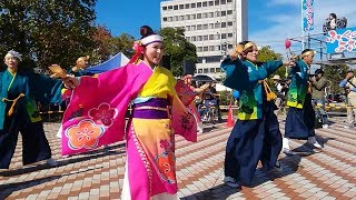 我楽多(がらくた) ばら花壇裏 パレード ふくのやまよさこい 2018