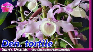 Dendrobium tortile species orchid blooming 2020