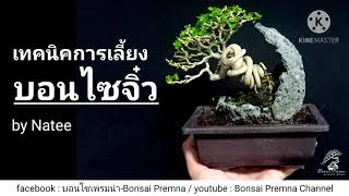 เทคนิคการเลี้ยงบอนไซจิ๋ว by Natee / บอนไซเพรมน่า-Bonsai Premna /mini bonsai