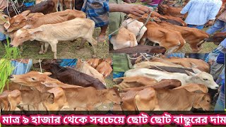 আজ ২২ আগস্ট | সবচেয়ে ছোট ছোট ষাঁড় ও বকনা বাছুর গরুর দাম | আমবাড়ী হাট