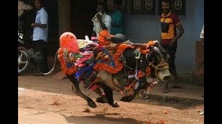 Banavasi - Hori Habba -bull taming | ಬನವಾಸಿ ಹೋರಿ ಬೆದರಿಸುವ ಹಬ್ಬ | Jallikattu