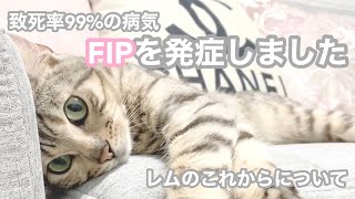 シルバーベンガルのFIP闘病の記録①