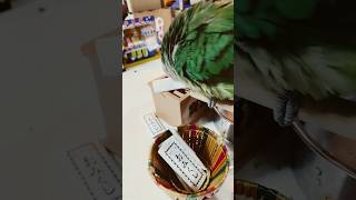 オキナインコのおみくじは？ #shortsfeed