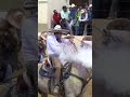 🔥quique jimenez 🔥 caballos trending tiktok charrería horses charros piales