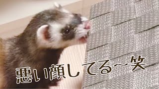 【フェレット】イタズラ中はなんでそんなに楽しそうなの？笑【destroys everything ! lol】ferret#143