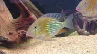 Acarichthys Heckelii (Threadfin Cichlid)