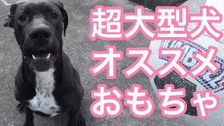 超大型犬 オススメしたい 2つのおもちゃ🐶 ニューファンドランド グレートデンNewfoundlandGreat DaneGiant dog BOSS＆Queen 渡辺ボス