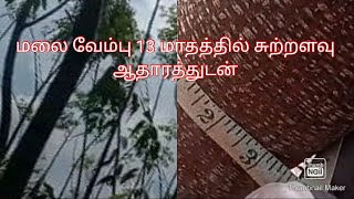 13 மாத மலைவேம்பு வளர்ச்சி , சுற்றளவு