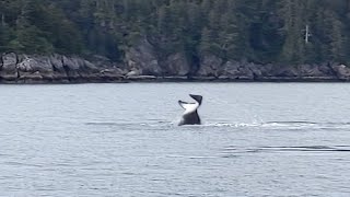 Wild Orca Tail Slapping - Rare Behavior