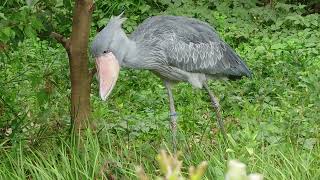 ノーカットでお送りします　ハシビロコウが魚を獲る　サーナ　上野動物園