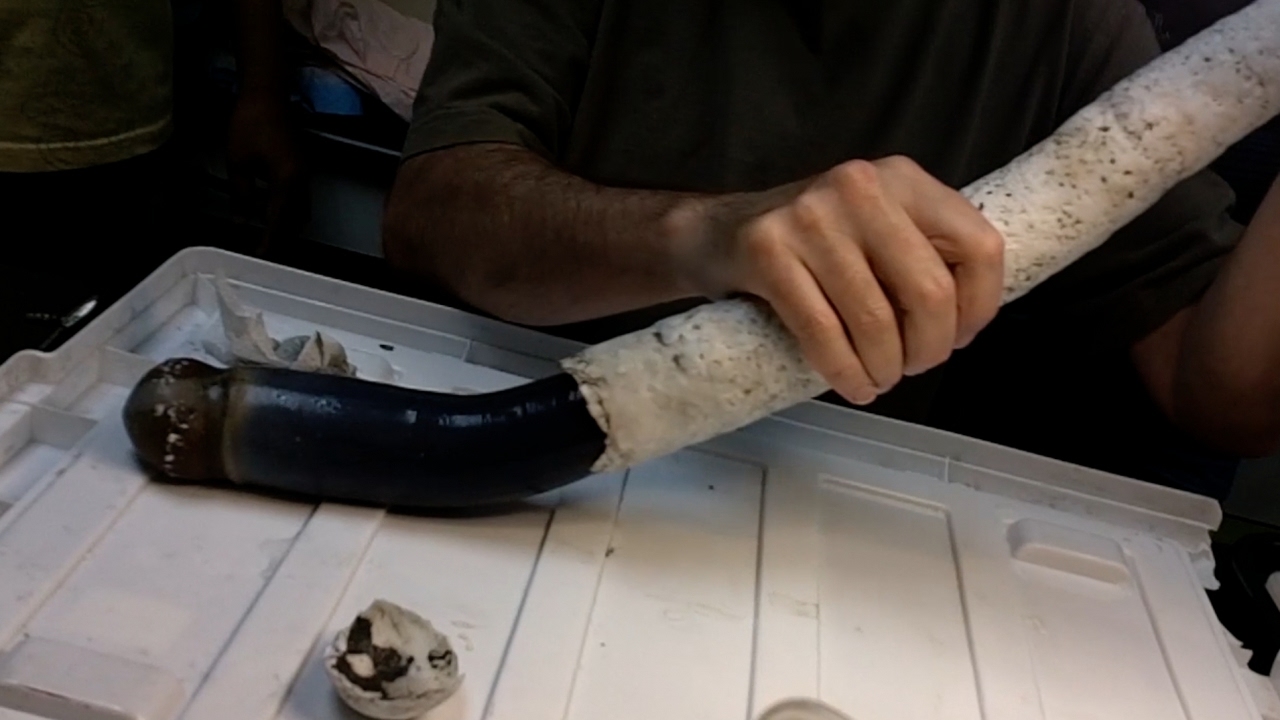 Scientists Study Their First Giant Shipworm - YouTube