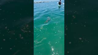 Blacktip shark encounter (original Jaws Theme)