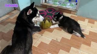 Bắp Dạy Lựu  Dừa- Tâm Sự Của Con Sen Khi Nuôi Husky Cũng Như Cách Dạy/Husky dog