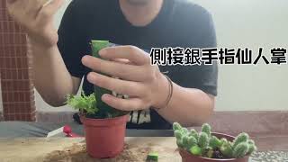 仙人掌嫁接分享 側接