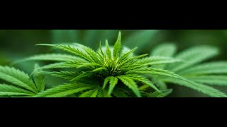 Boston Hemp Inc - Hemp Flower Direct From The Farm To Your Door