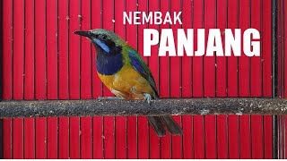 Download Lagu Cucak Cungkok Ngebern Apapun burungnya PASTI JUARA... MP3 Gratis