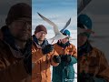 guiding a lost arctic tern across the polar sky klingai