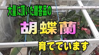 大量に頂いた贈答品の胡蝶蘭育たててみる