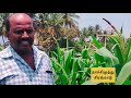 சொட்டுநீர் பாசன முறையில் மக்காச் சோளம் சாகுபடி cultivation of corn under drip irrigation system