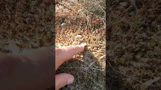 Found! 1,000+ Year Old Native America Pot Sherd