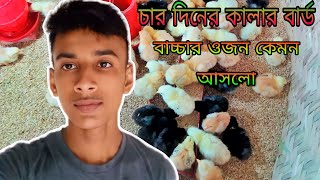 চার দিনের কালার বার্ড বাচ্চার ওজন কেমন আসলো ।শেখ পোল্ট্রি ফার্ম