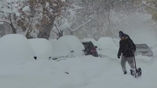 Buffalo buried under snow