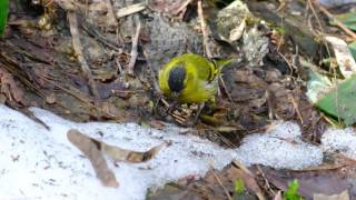 融雪期のマヒワ採餌　Eurasian Siskin