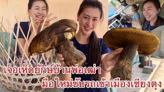 🍄น้องแป้งเจอเห็ดยักษ์ป่าบ้านพ่อเฒ่า-อานัทขับรถมือใหม่พาเที่ยวชมเข้าเมืองเชียงตุง