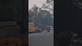 Elephant in Gudalur town|nilgiris