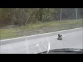 crow helps hedgehog to cross the street viralhog