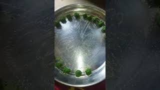 easiest way of making Neem balls!