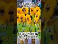 🇰🇷🌎황영웅 💛우리의 golden hero💚 봄날의고백 수원콘서트 🌻🌻🌻sunflower 해바라기 러브레터 황영웅콘서트 황영웅봄날의축제 황영웅tv 황영웅수원콘서트 봄날의고백