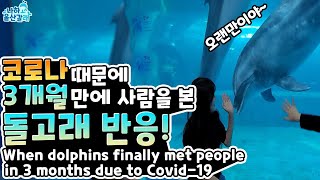 [울산여행] 돌고래가 3개월만에 사람을 만났을 때 반응?! When dolphins finally met people in 3months due to Covid-19