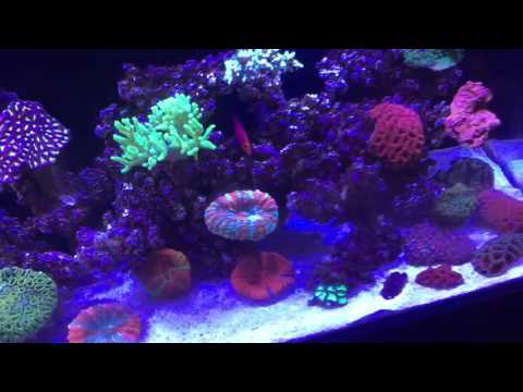How to rid Light brown algae -diatom How to rid Light brown algae -diatom