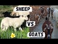 Goats Or Sheep | Which Animal Is Better For Your Farm Or Homestead?