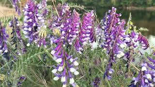 Vicia Villosa | Hairy Vetch | Fodder Vetch | Winter Vetch