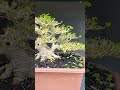 Bonsai Waru Taiwan Mame / Small Hibiscus Bonsai from Indonesia